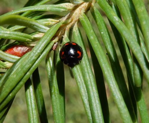 Exochomus quadripustulatus