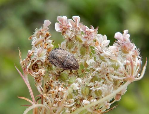 Réf. 240 745 : Sciocoris cursitans
