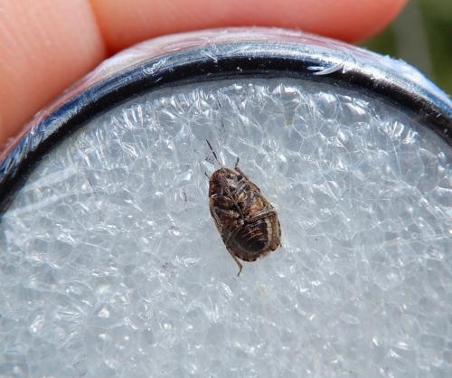 Réf. 240 746 : Sciocoris cursitans