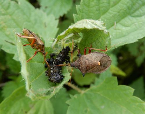 Picromerus bidens