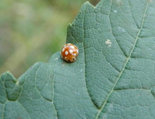 Vibidia duodecimguttata