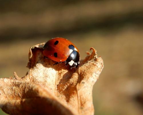 Coccinella septempunctata