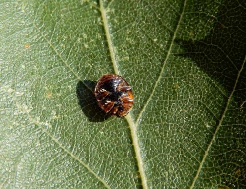 Adalia decempunctata