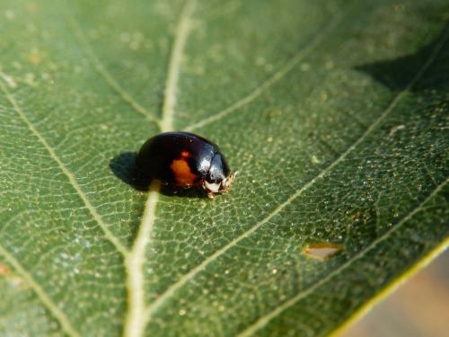 Adalia decempunctata