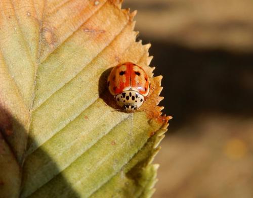 Harmonia quadripunctata