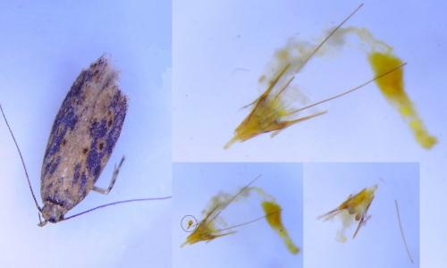 Réf. 240 420 : Scrobipalpa ocellatella