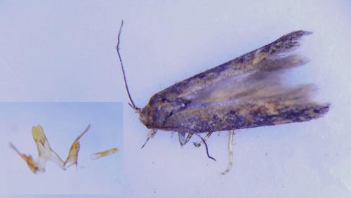 Réf. 240 463 : Scrobipalpa ocellatella