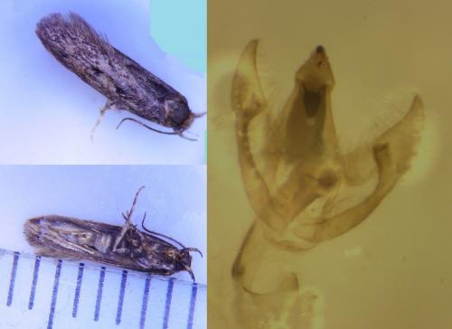 Hofmannophila pseudospretella