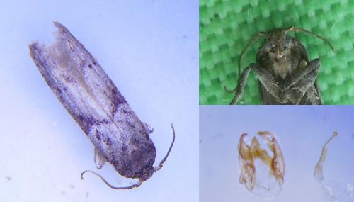 Blastobasis glandulella