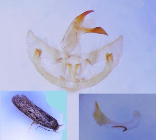 Hofmannophila pseudospretella