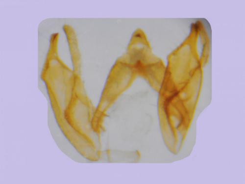 Blastobasis glandulella