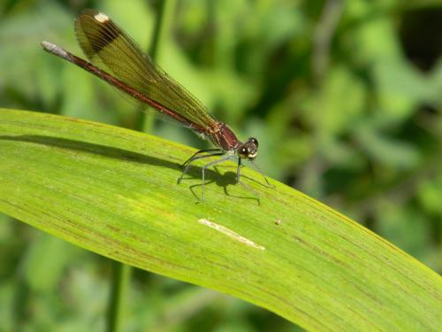 Calopteryx haemorrhoidalis