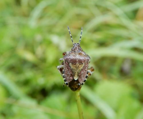 Réf. 240 406 : Dolycoris baccarum