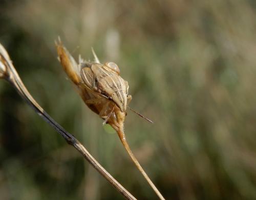 Réf. 240 352 : Aelia acuminata