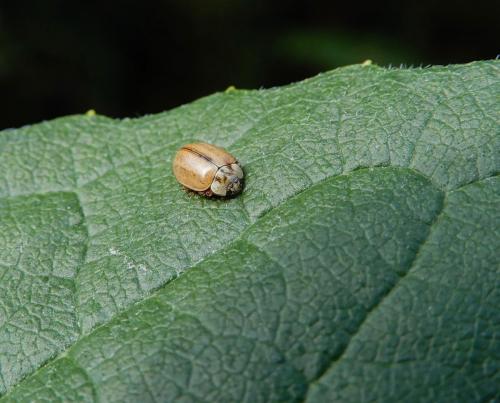 Aphidecta obliterata