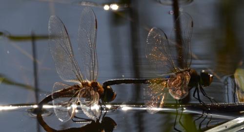 Réf. 240 750 : Anax ephippiger