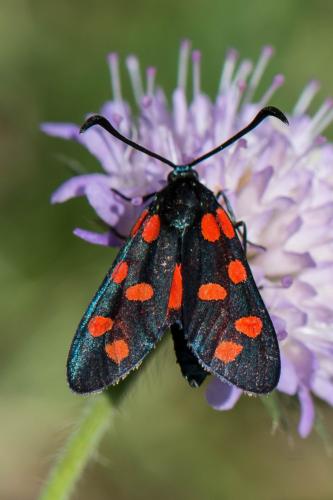 Réf. 240 828 : Zygaena transalpina