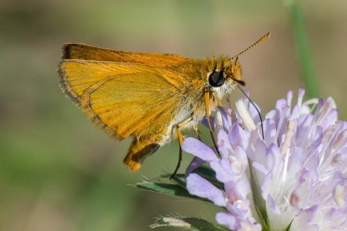 Réf. 240 803 : Thymelicus acteon