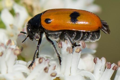 Réf. 240 901 : Clytra sp.