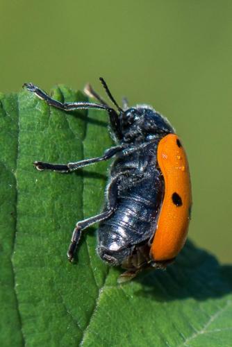 Lachnaia pubescens