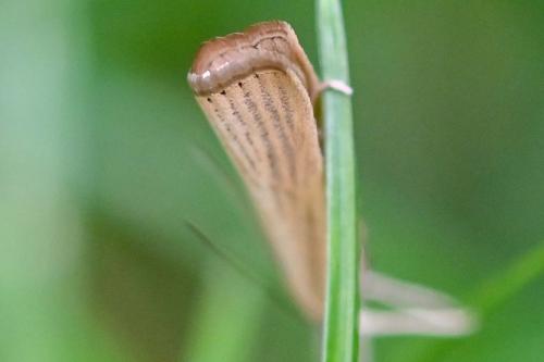 Réf. 240 683 : Agriphila straminella