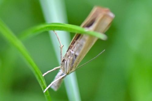 Agriphila straminella