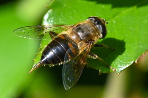 Réf. 240 133 : Eristalis tenax