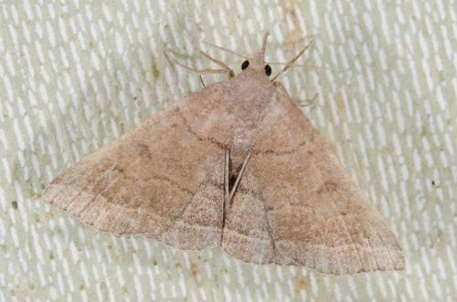 Pechipogo plumigeralis