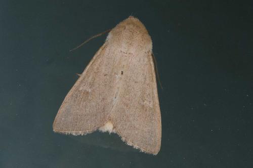 Réf. 240 013 : Mythimna ferrago
