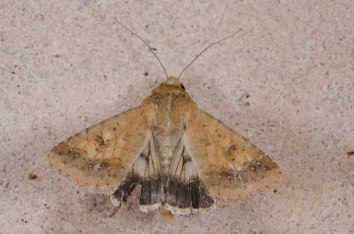 Helicoverpa armigera