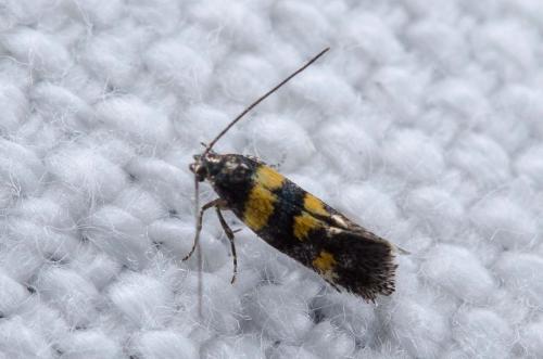 Chrysoesthia sexguttella