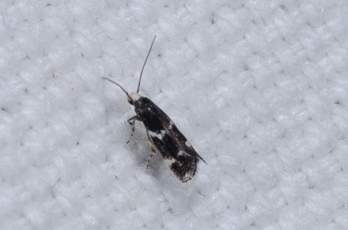 Elachista sp.