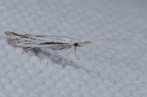 Coleophora strigosella