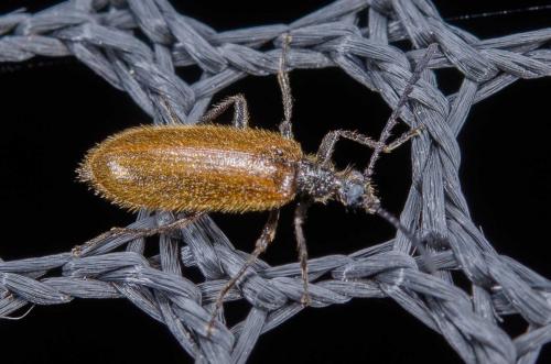Réf. 240 108 : Lagria hirta