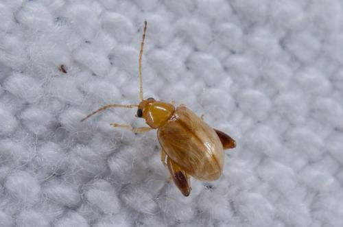Réf. 240 079 : Longitarsus sp.
