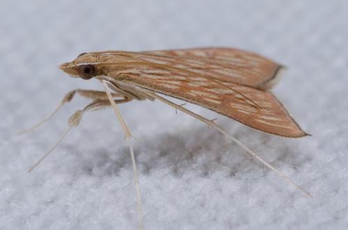 Réf. 240 210 : Antigastra catalaunalis