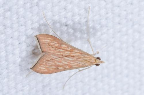 Réf. 240 208 : Antigastra catalaunalis