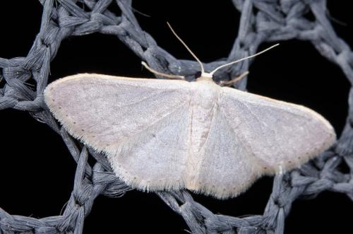 Réf. 240 076 : Idaea sp.