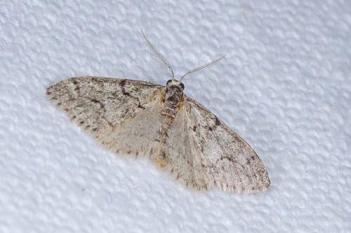 Réf. 240 188 : Tephronia sepiaria