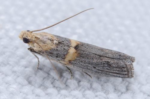 Réf. 240 489 : Oxybia transversella