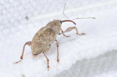 Réf. 240 430 : Curculio elephas