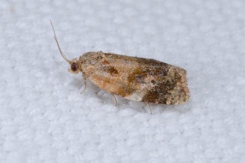 Réf. 240 468 : Ditula angustiorana