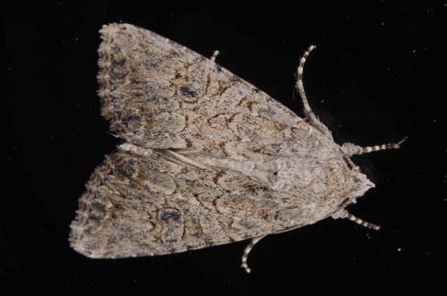 Réf. 240 429 : Anarta trifolii