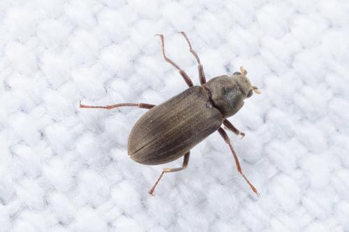 Pomatinus substriatus