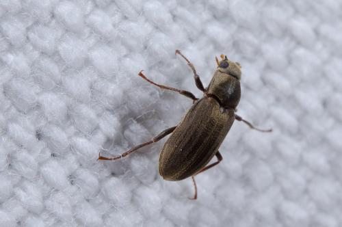 Pomatinus substriatus