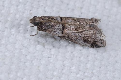 Réf. 240 375 : Acrobasis sp.