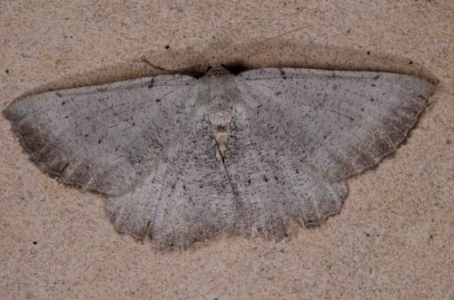 Gnophos dumetata