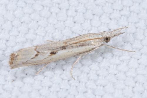 Réf. 240 530 : Agriphila geniculea
