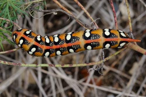 Hyles euphorbiae