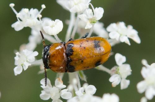 Réf. 240 887 : Coptocephala sp.